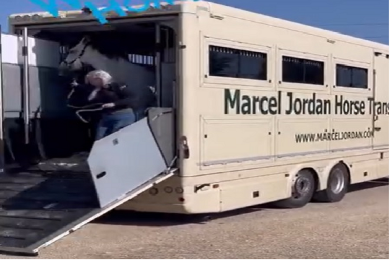 MARCEL JORDAN HORSE TRANSPORT